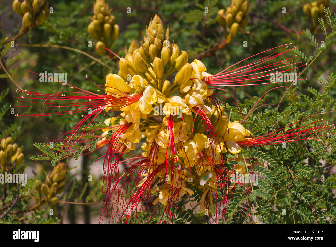 Yellow 'Bird of Paradise' flower, Caesalpinia gillesii, in 'Big Bend Ranch State Park' in Texas. Stock Photo