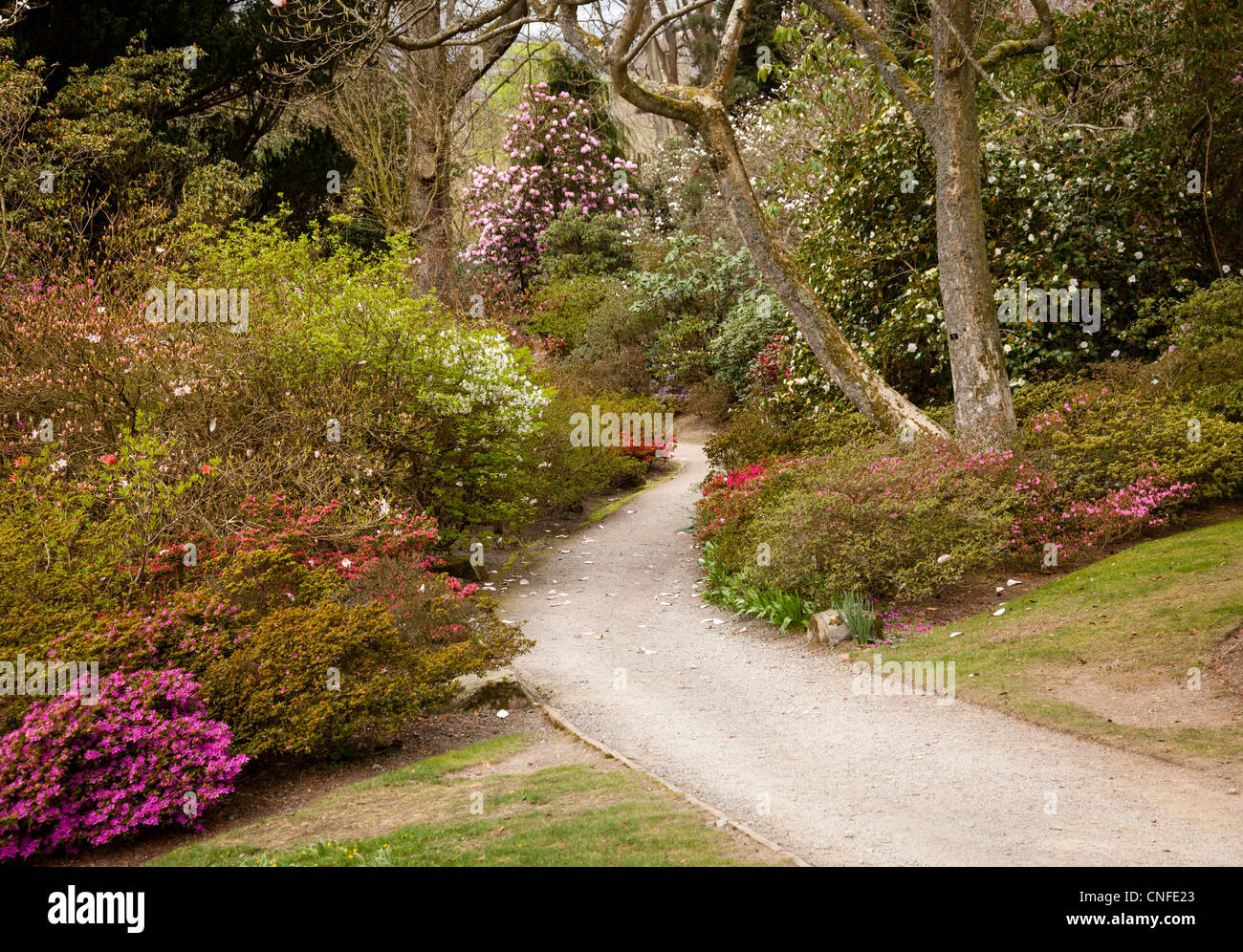 Garden path leading into shrubbery of azaleas and flowering bushes, England, UK Stock Photo
