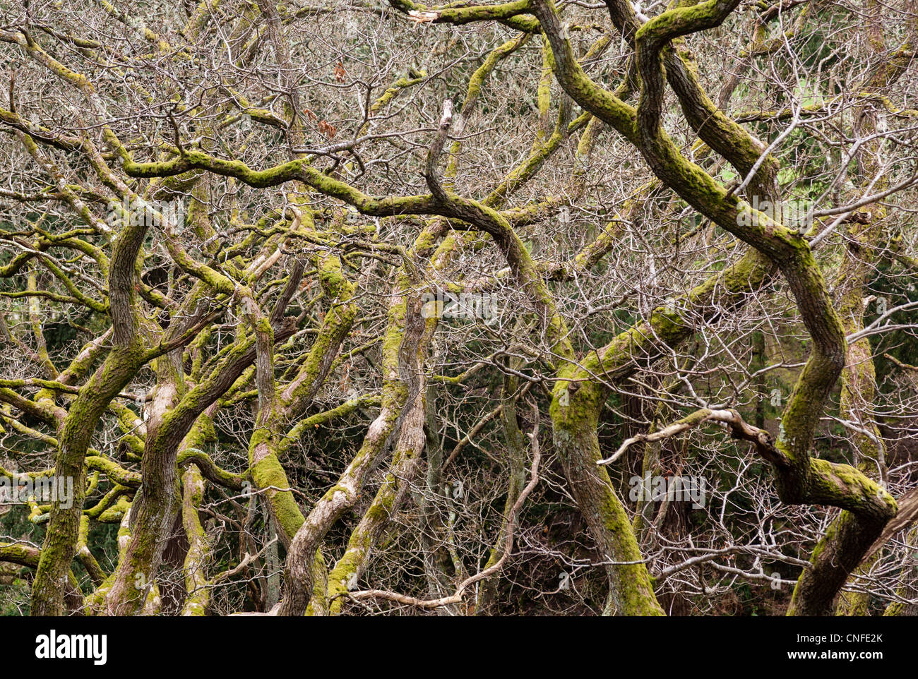 Close up shot of interwoven branches of winter trees Stock Photo