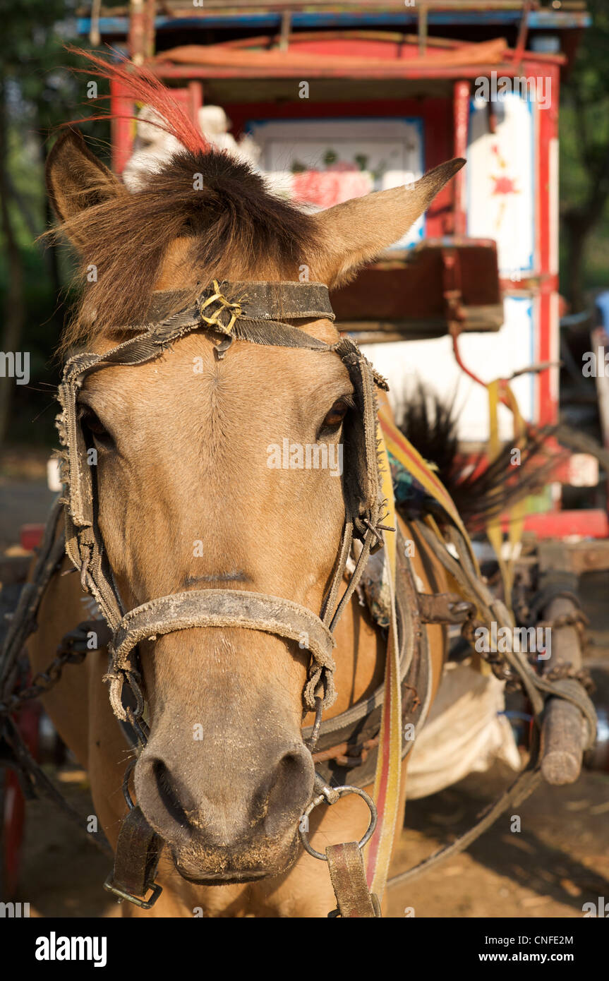Local horsedrawn transport idiosyncratic to Pyin U Lwin, Central Burma - a colonial relic. Myanmar Stock Photo