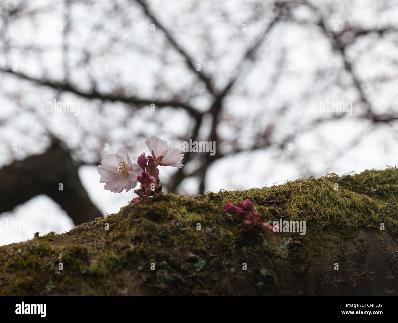 Flowers of cherry blossom tree growing on mossy branch Stock Photo - Alamy