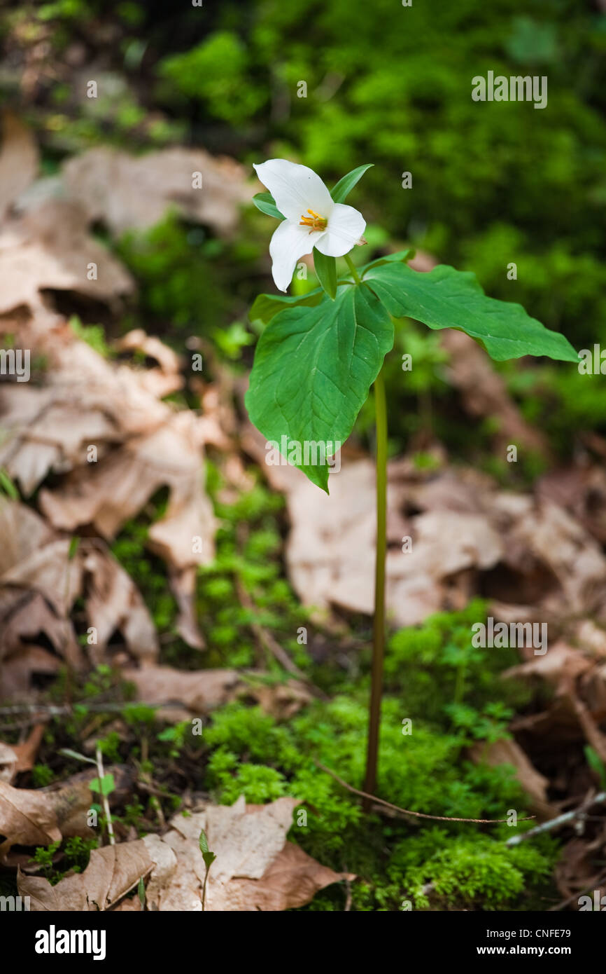 Individual specimen of a Western Trillium flower on Vancouver Island, Canada Stock Photo