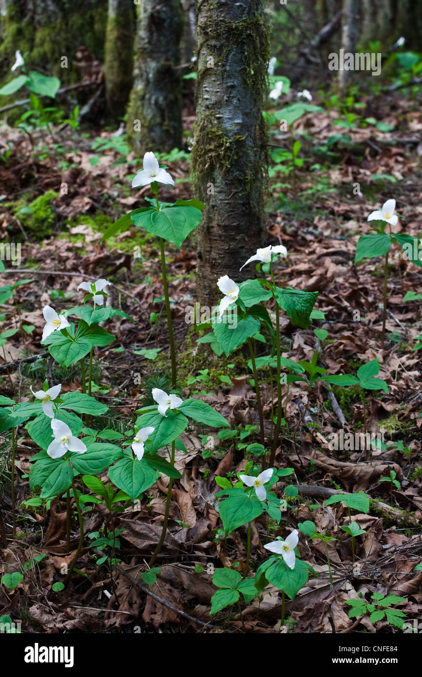 A group of Western Trillium flowers growing in a forest on Vancouver Island, Canada Stock Photo