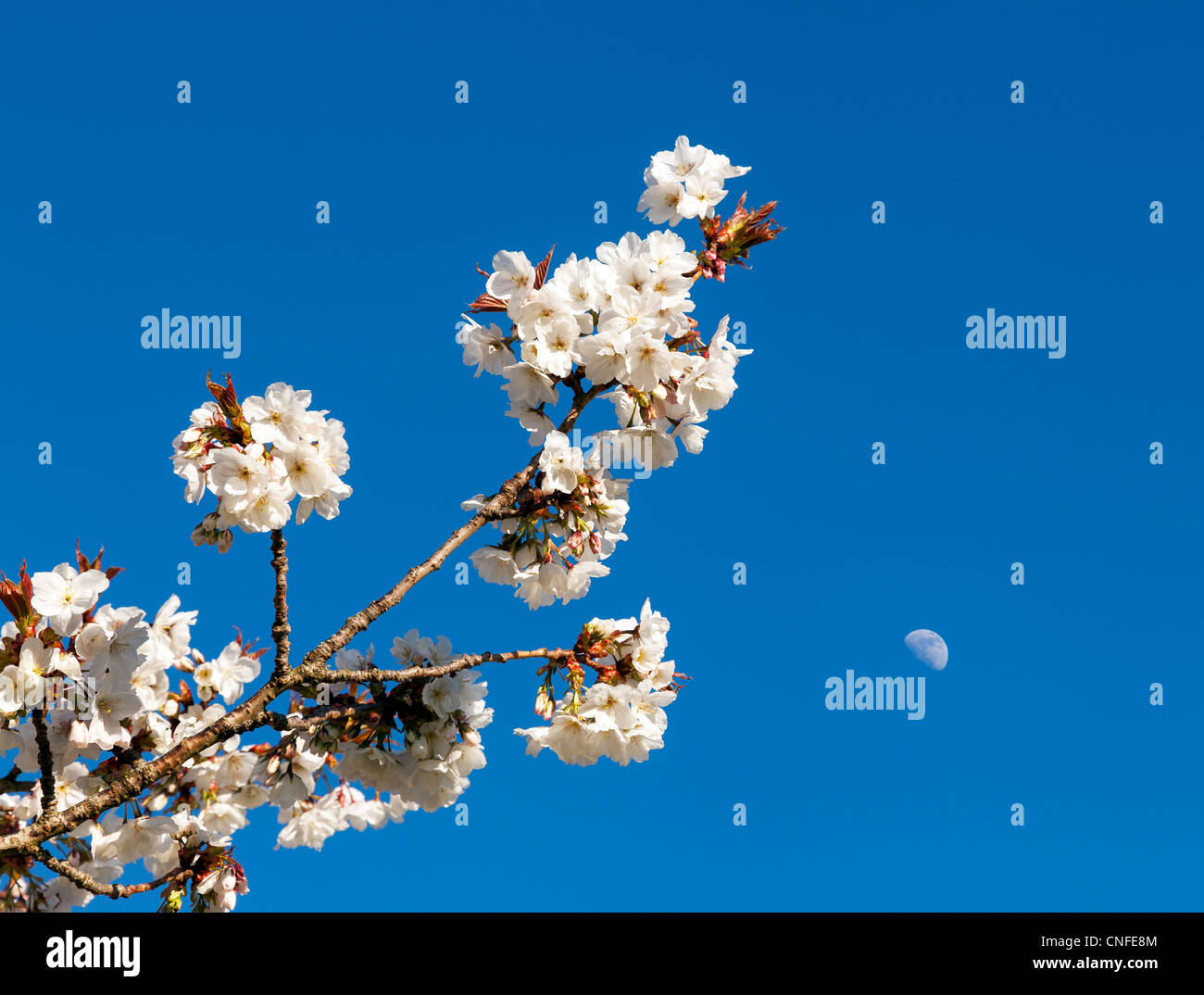 Flowers of cherry blossom tree with the moon in the sky behind Stock ...