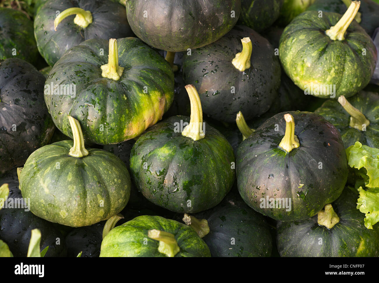 Squash for sale at Hsipaw market Stock Photo Alamy