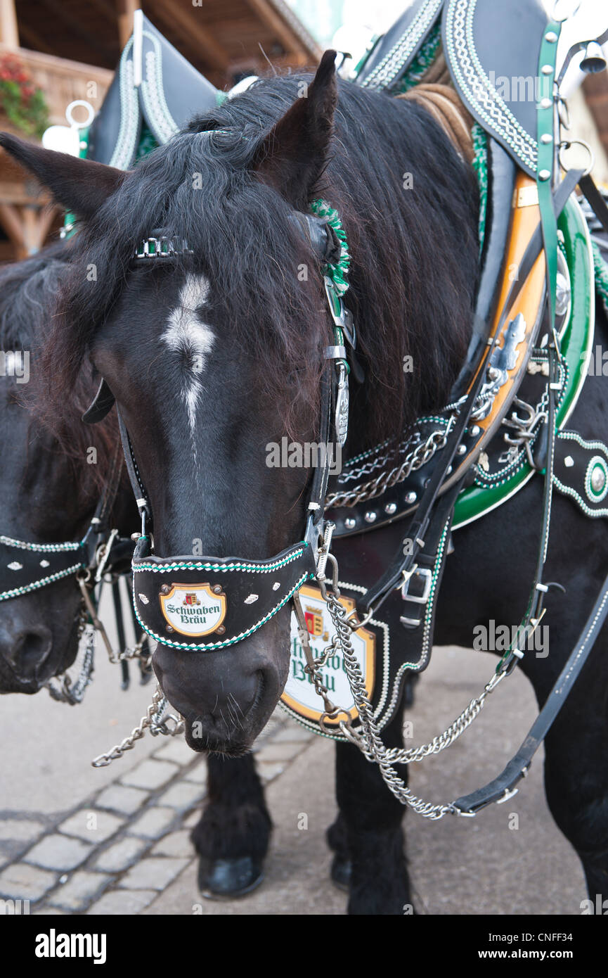 Draft horses at the Stuttgart Beer Festival, Cannstatter Wasen, Stuttgart, Germany. Stock Photo