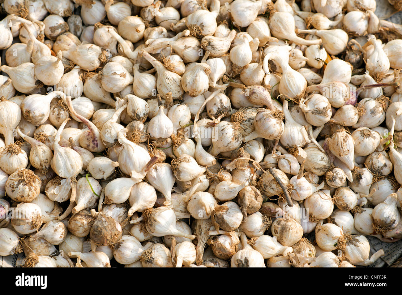 Garlic cloves for sale at Hsipaw market, Burma Stock Photo Alamy