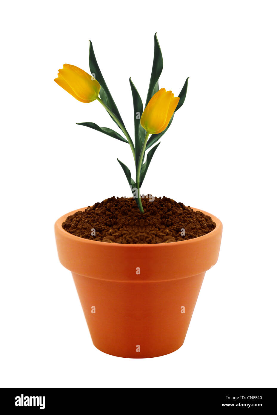 flower in clay pot isolated on white background Stock Photo - Alamy
