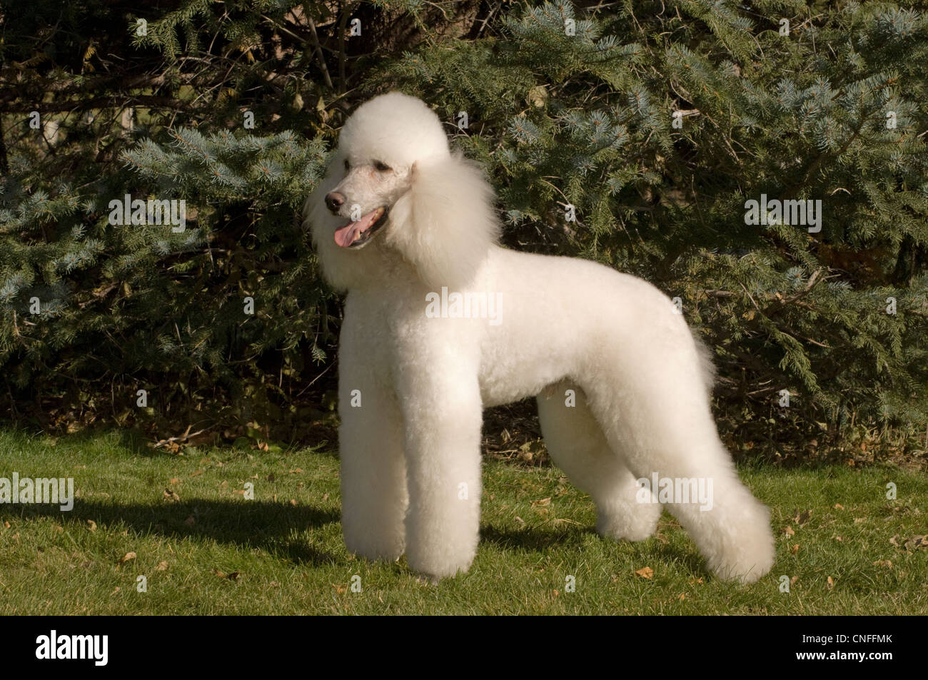 French Poodle standing in grass Stock Photo