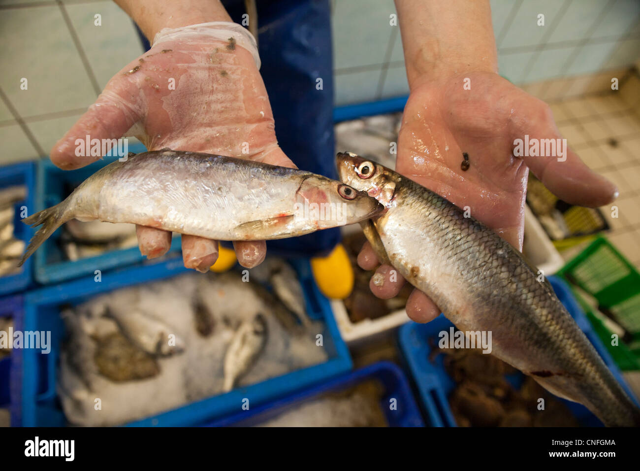 Fishmongers in Edinburgh Stock Photo