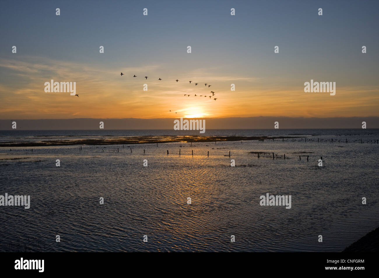 Wild Geese flying over a flooded tidal Marsh at sunrise. Stock Photo
