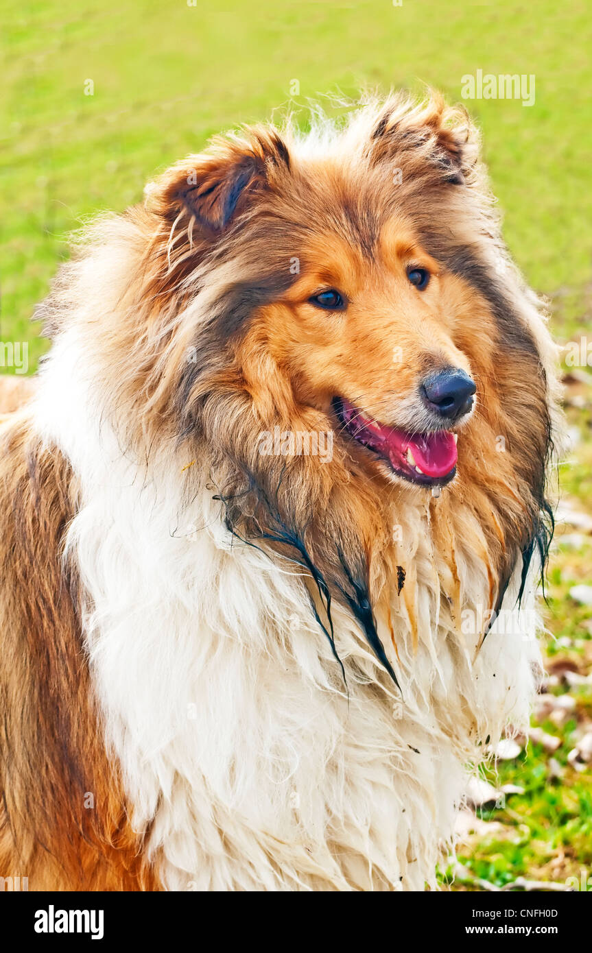 collie dog with wet fur Stock Photo Alamy