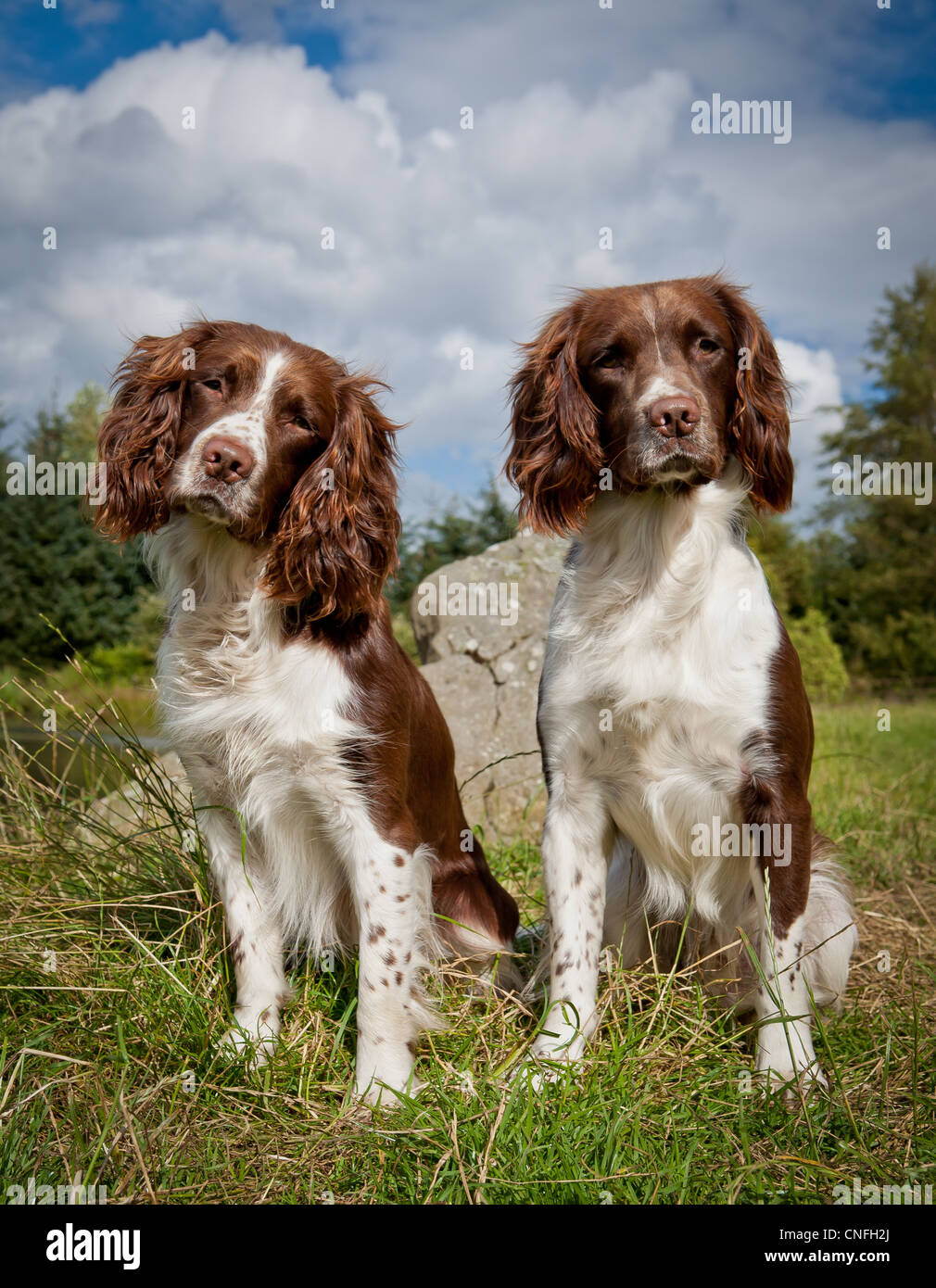 Two Springer Spaniel Gundogs Portrait. Dog portrait Stock Photo