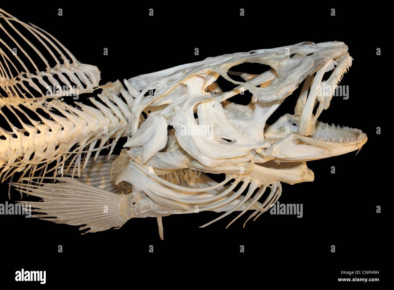 Fish Skeleton Stock Photo