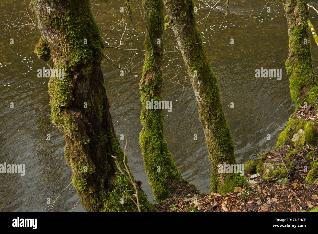 Vegetation in the Wutach Gorge in early Spring. Trees grow abundantly ...