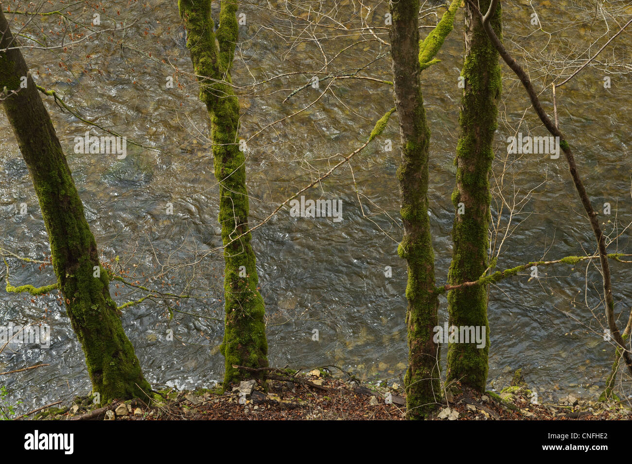 Vegetation in the Wutach Gorge in early Spring. Trees grow abundantly ...
