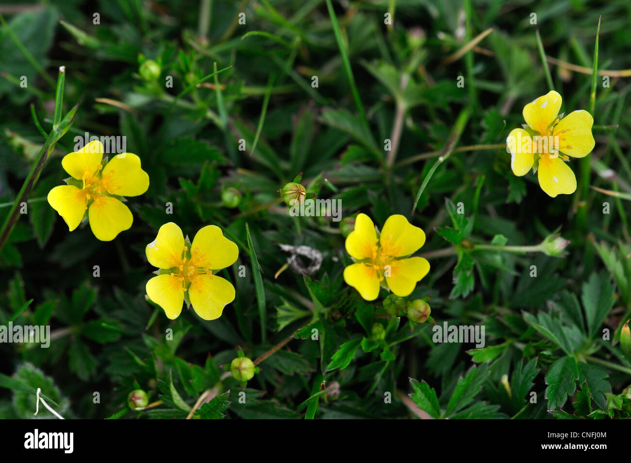 Four Petals Hi Res Stock Photography And Images Alamy