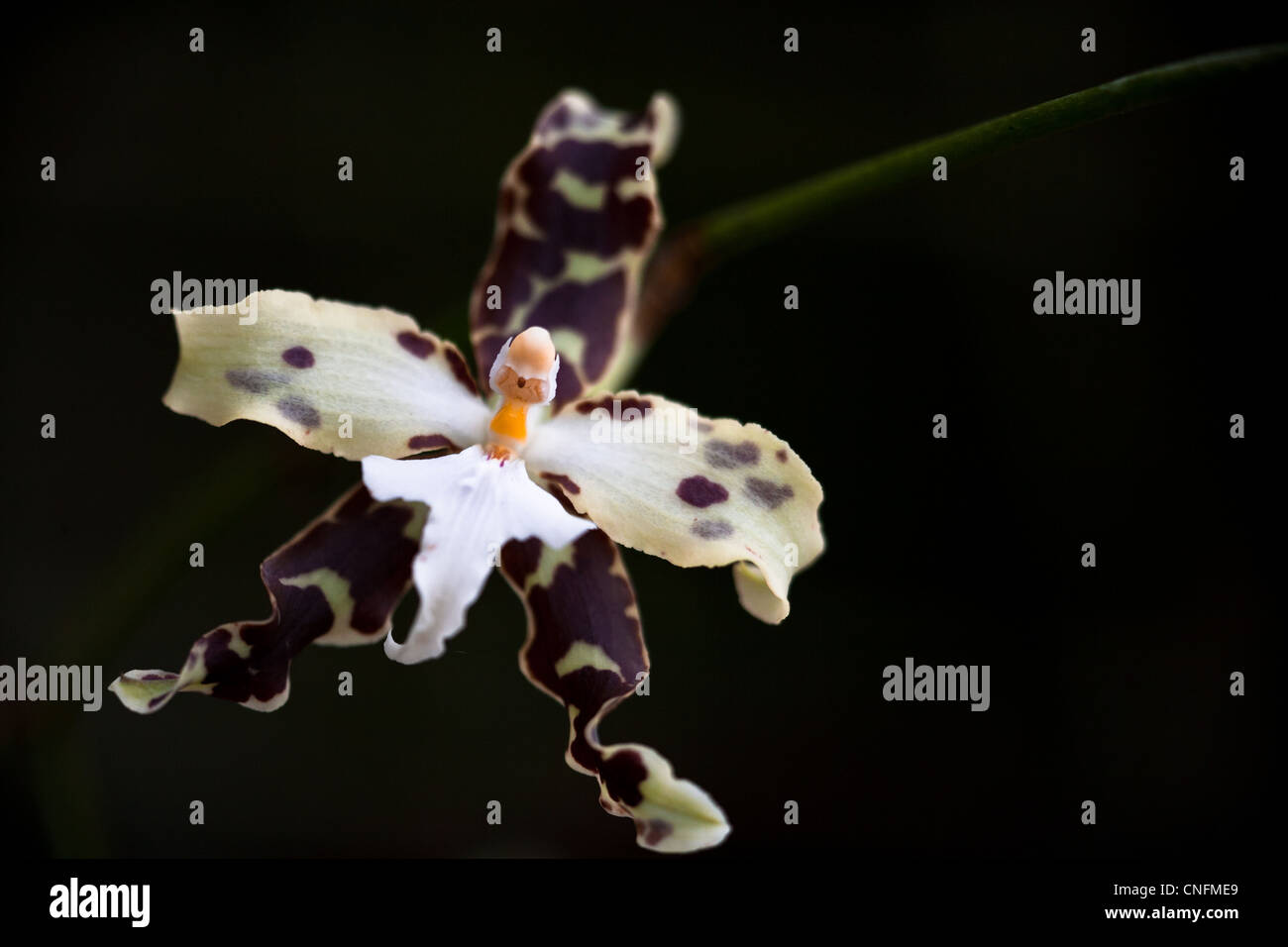 Orchid at Finca Dracula near Cerro Punta, Chiriqui province, Republic of Panama. Stock Photo