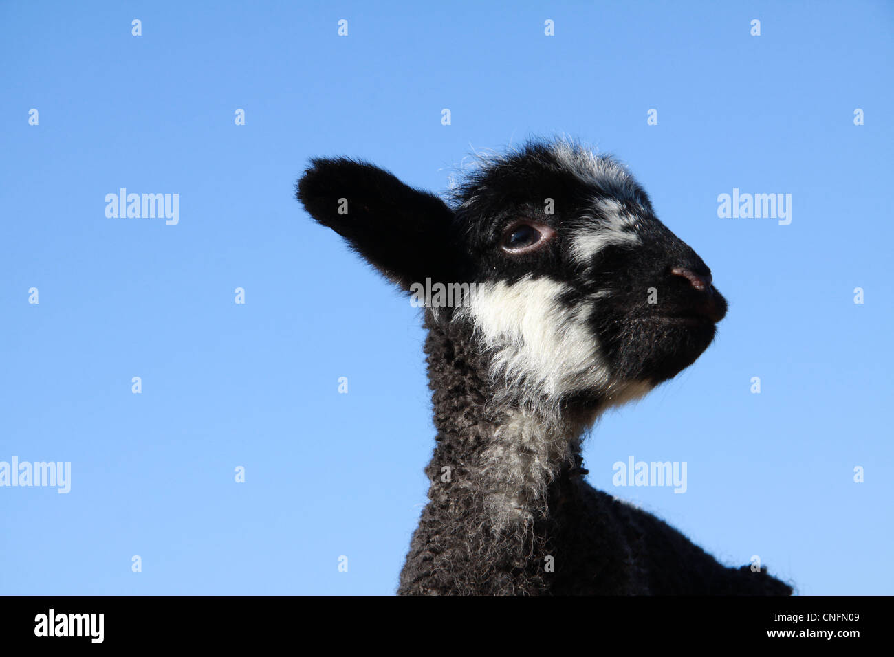 Young lamb against blue sky in horizontal landscape shape Stock Photo