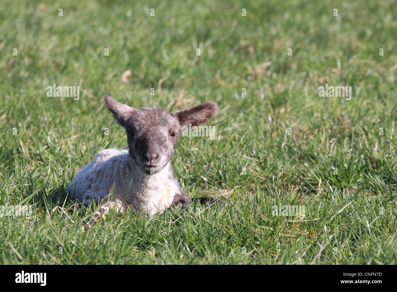 Young lamb lying on floor of green grass Stock Photo