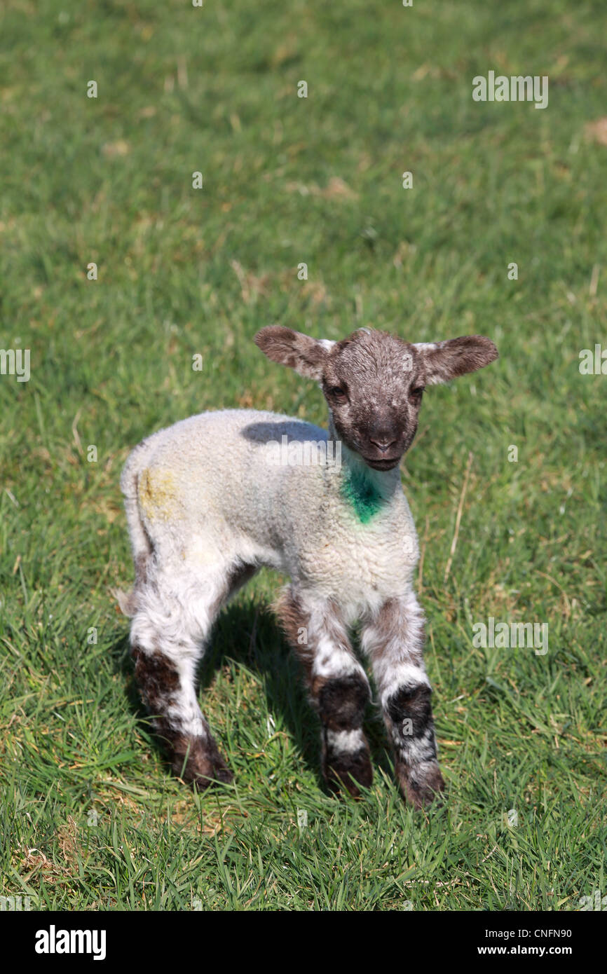 Young lamb against green grass natural backdrop Stock Photo