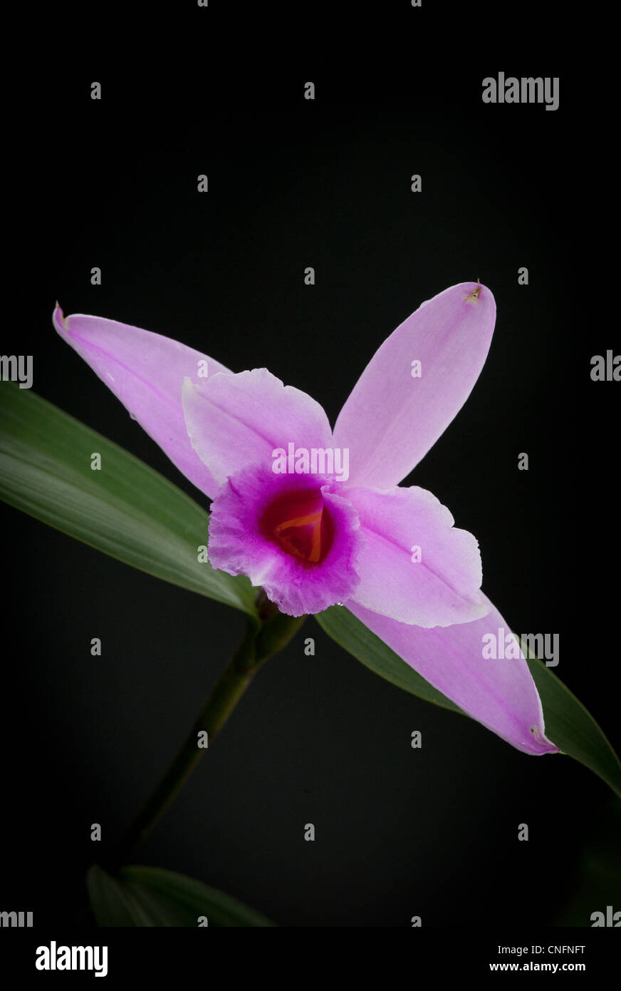 Santa Catalina orchid in a garden in Penonome, Cocle province, Republic of Panama. Stock Photo