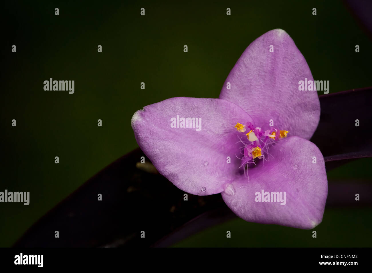 Purple heart flower in a garden in Penonome, Cocle province, Republic of Panama. Stock Photo