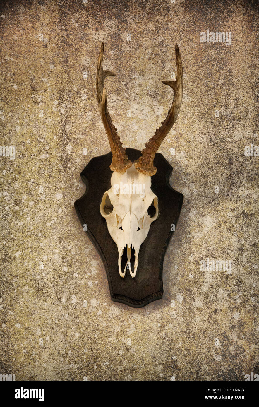 Mounted Bucks Head with textured background overlay Stock Photo - Alamy