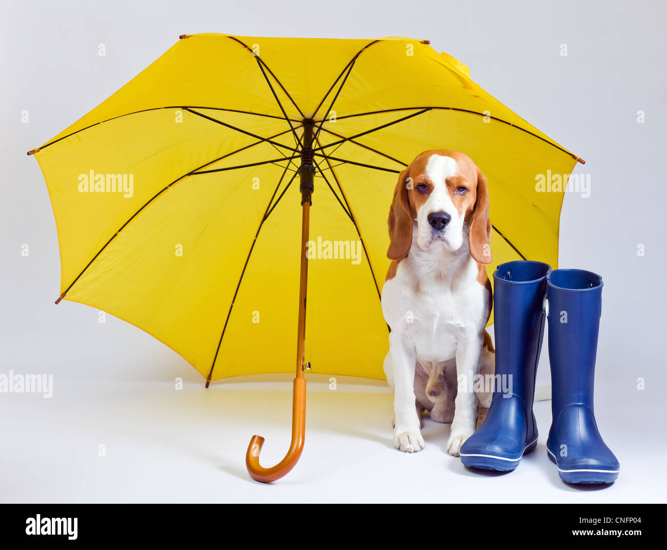 beagle rain boots