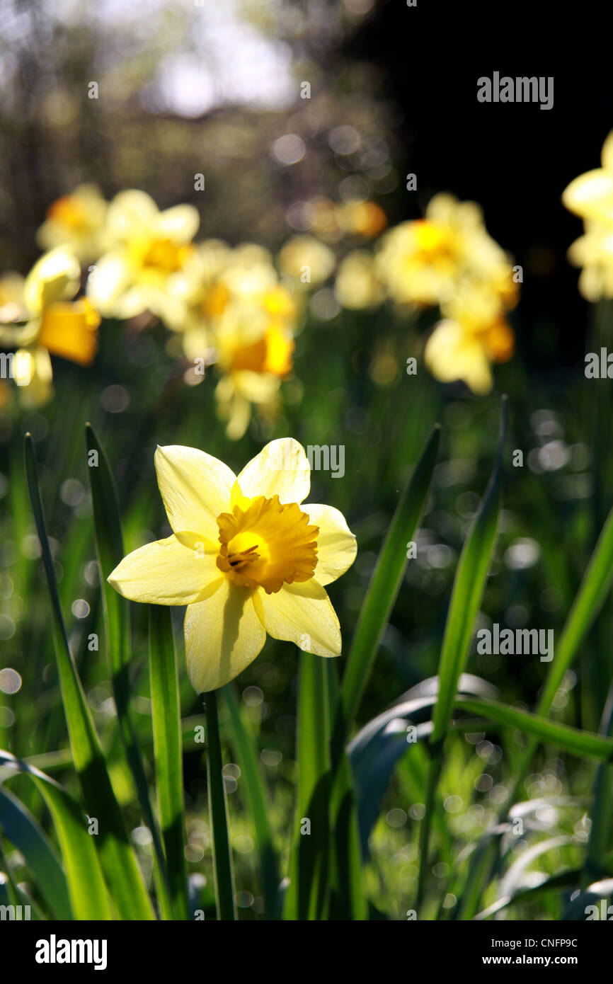single daffodil in spring sunlight back-lit with large areas for copy Stock Photo