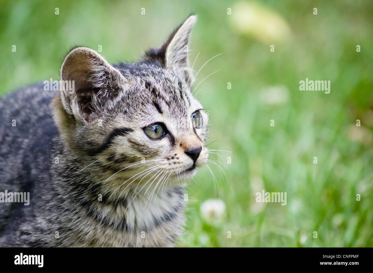 Cats and kittens in the garden. Stock Photo
