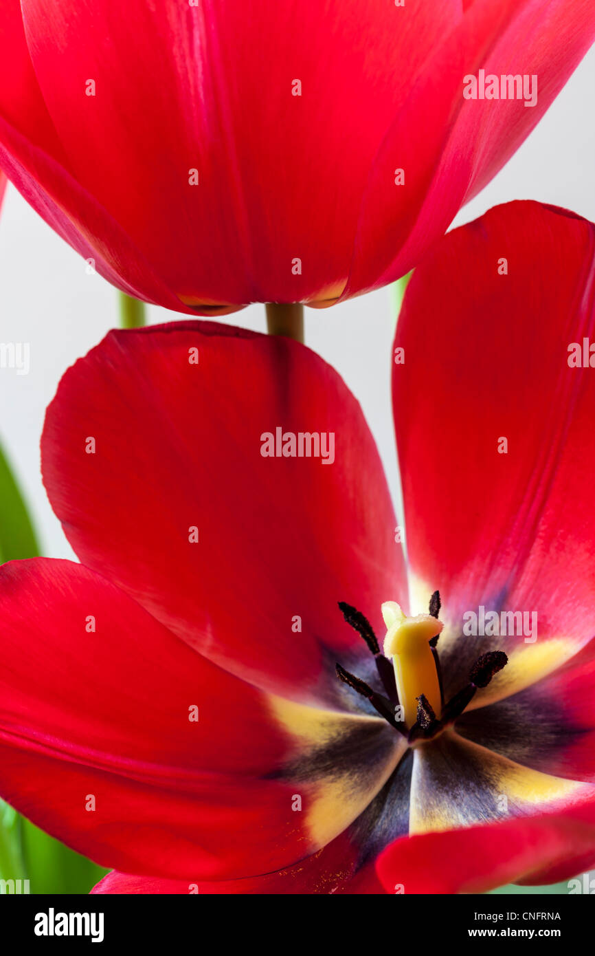 Red tulips in spring studio setting Stock Photo - Alamy