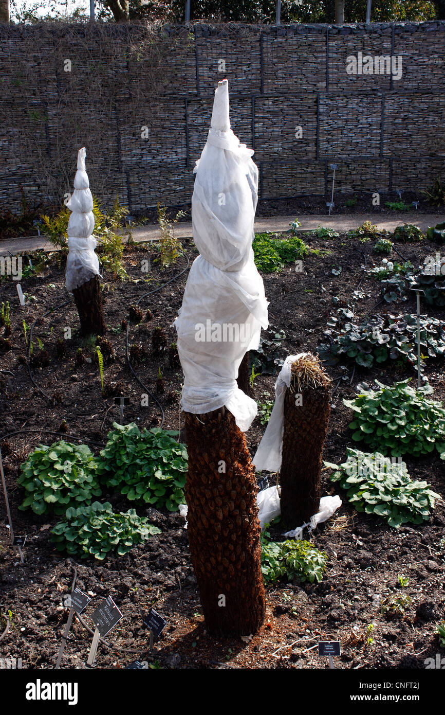 DICKSONIA ANTARCTICA TREE FERNS PROTECTED BY FLEECE FROM FROST. UK Stock Photo