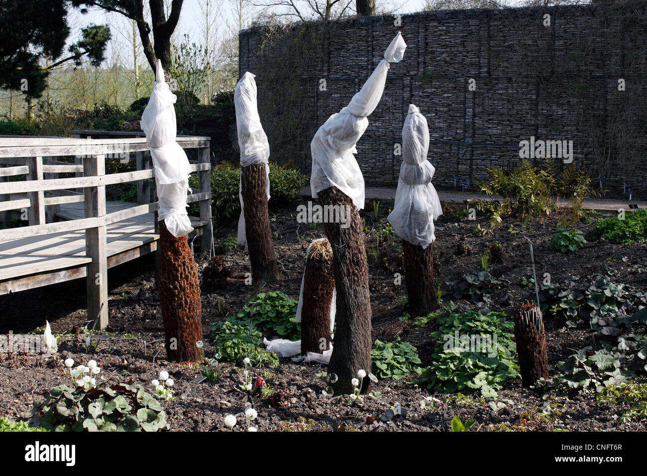 Fern tree winter protection hires stock photography and images Alamy