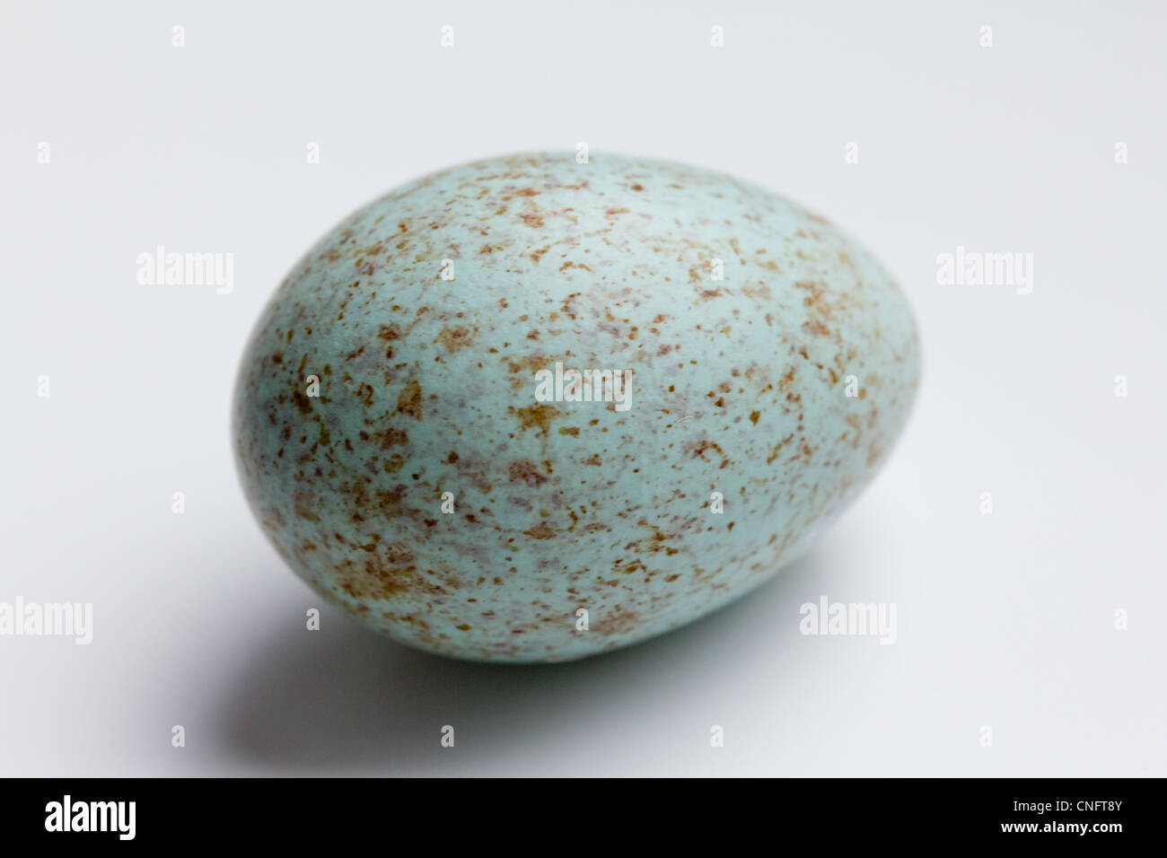 Blackbird egg macro Stock Photo Alamy