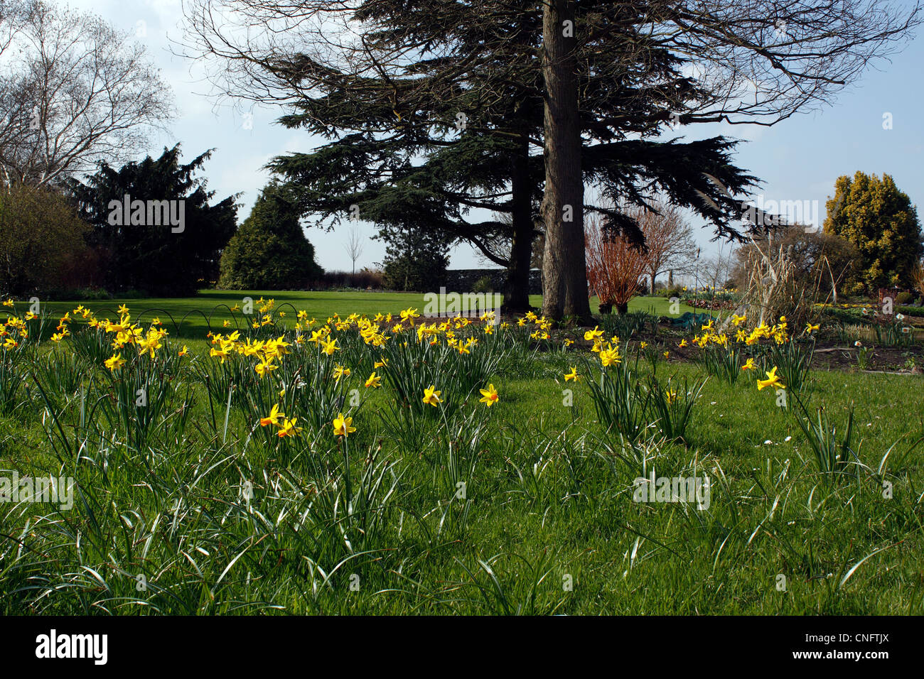 DAFFODILS GROWING IN SPRING MEADOW AT RHS HYDE HALL. ESSEX UK. Stock Photo