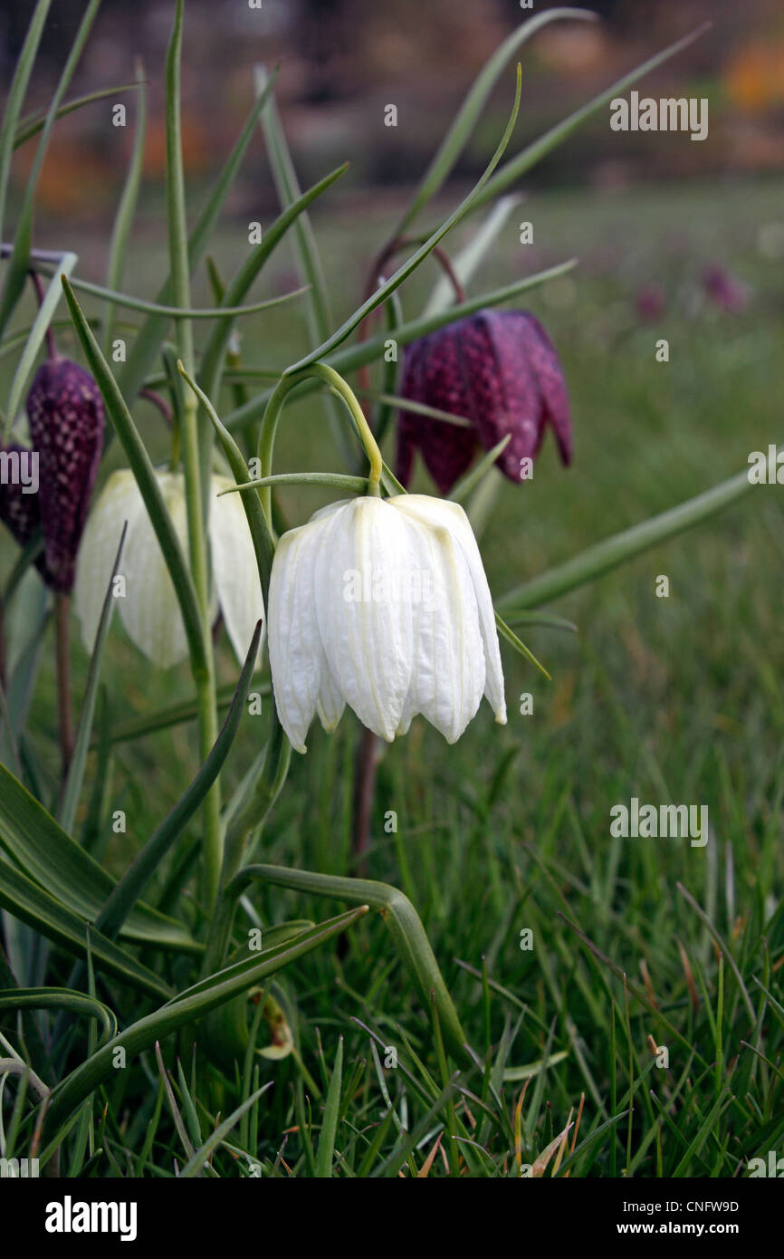 FRITILLARIA MELEAGRIS. SNAKES HEAD FRITILLARY. GUINEA FLOWER. CHEQUER ...