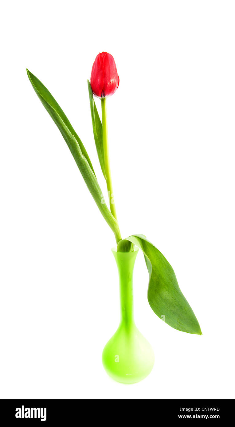 One red tulip in green vase over white background Stock Photo Alamy