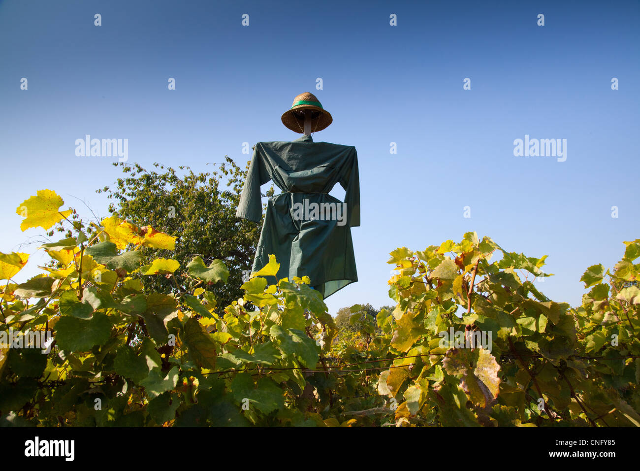 Scarecrow in vineyard dressed in straw hat Stock Photo