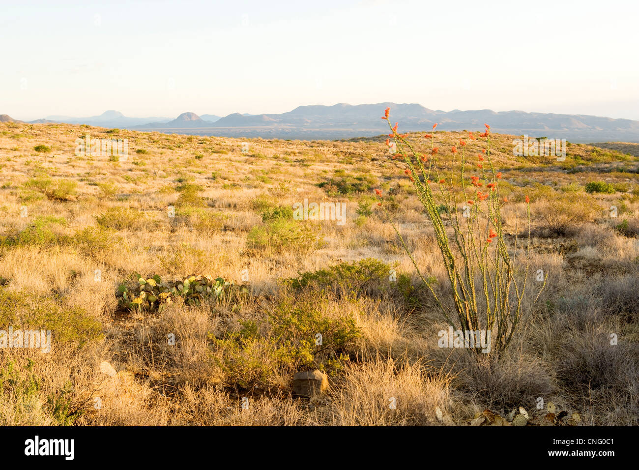 ocotillo plants bloom in Big Bend National Park, TX Stock Photo Alamy