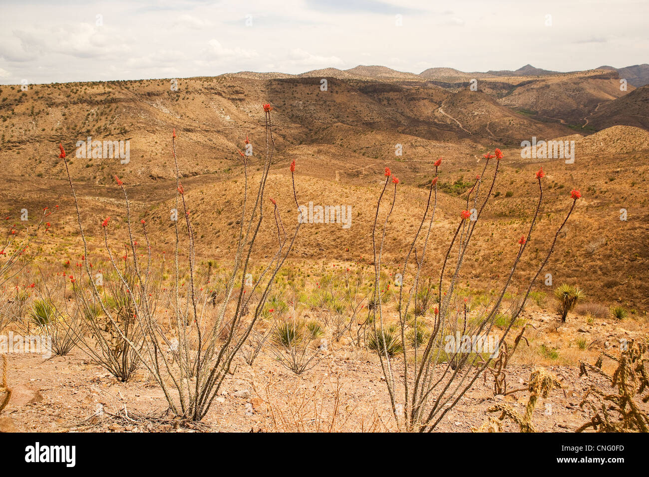 Scenes from Pinto Canyon between Ruidosa TX and Marfa, TX Stock Photo Alamy