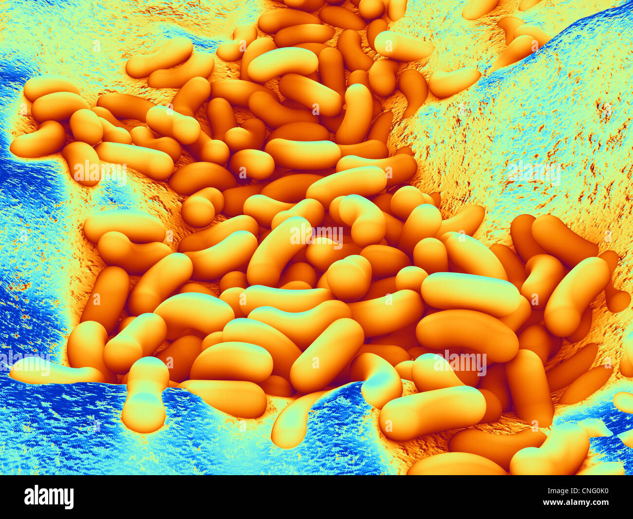 Bacteria  artwork Stock Photo