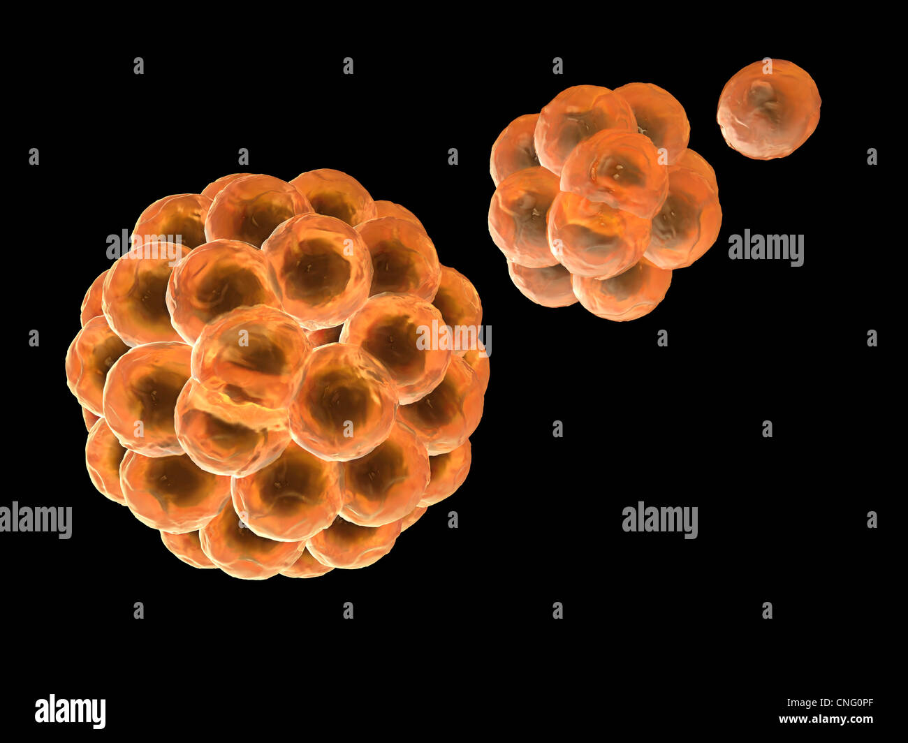 Cells duplicating hi-res stock photography and images - Alamy