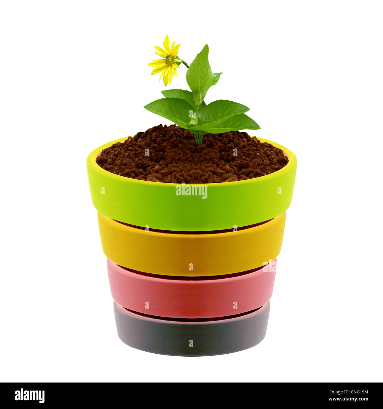 flower in clay pot isolated on white background Stock Photo - Alamy
