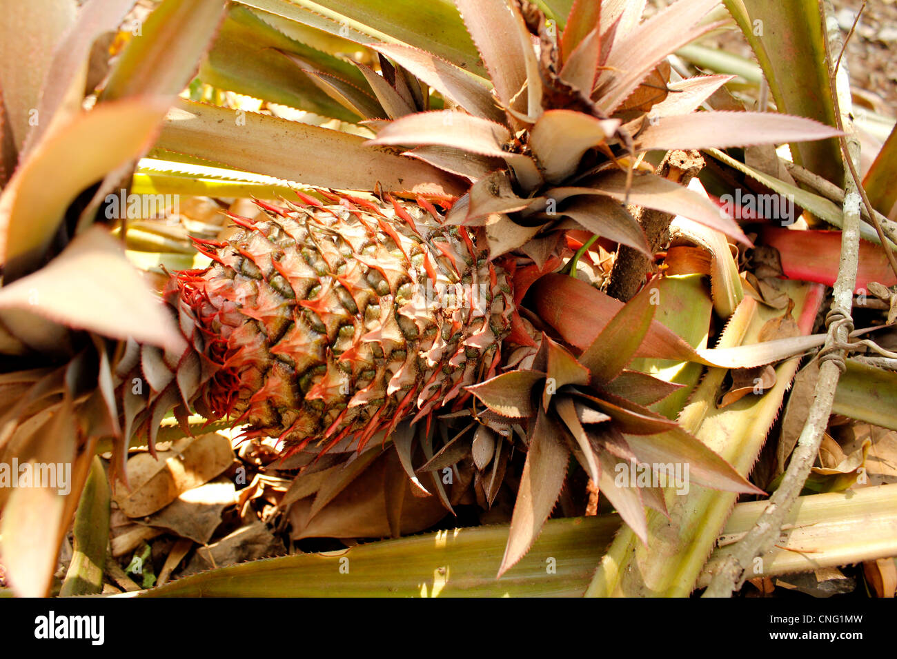 pineapple plant Stock Photo
