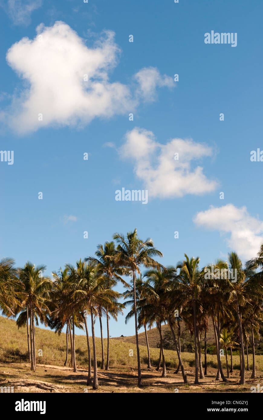 Palm Trees Rappers Pasqua rapa nui hi-res stock photography and images - Alamy