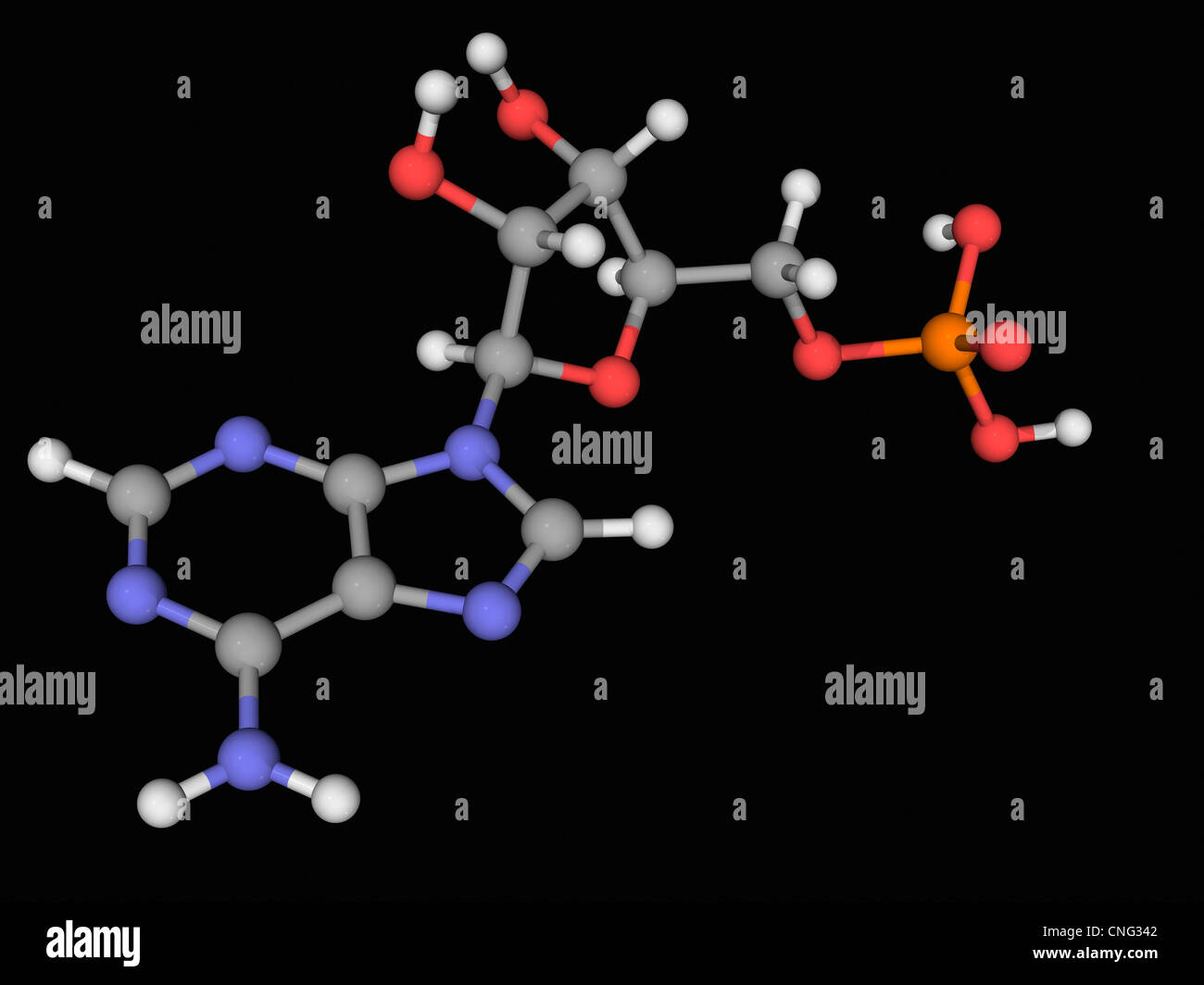 Adenosine monophosphate molecule Stock Photo - Alamy