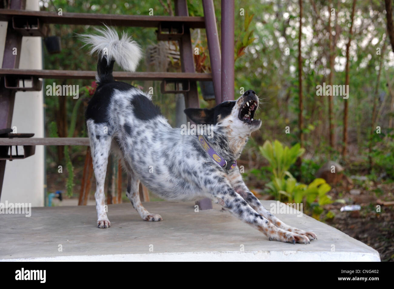 Dog outside stretching and yawning Stock Photo Alamy