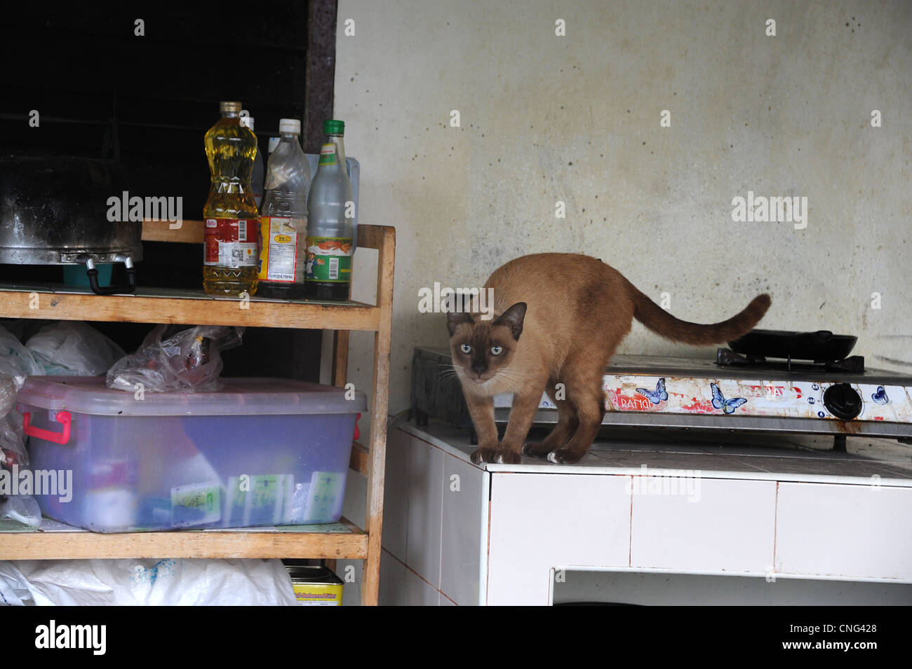 Siamese cat ready to jump. Stock Photo