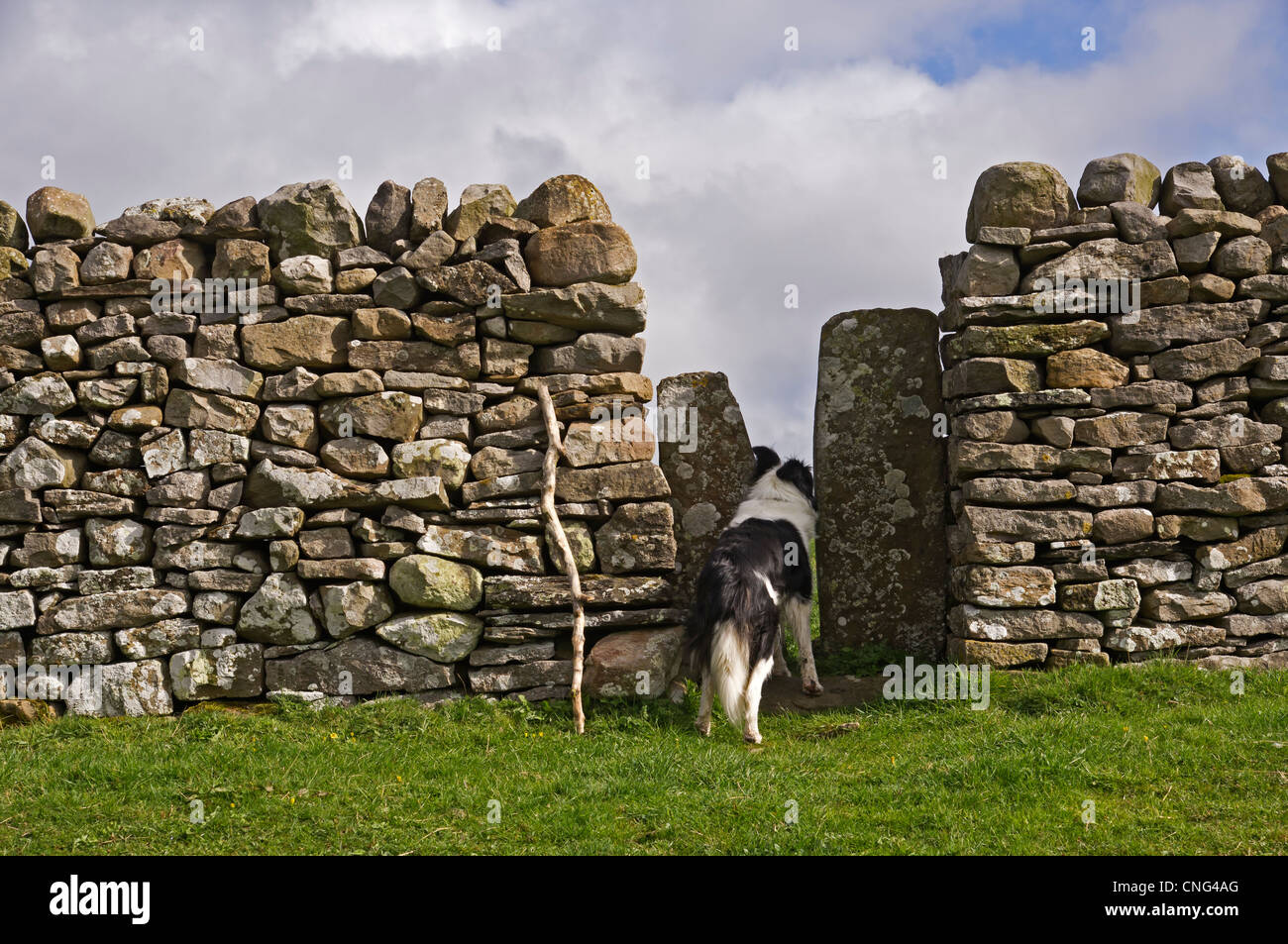 A squeeze stile in a dry stone wall in the Yorkshire dales. Very narrow - a Border Collie struggles to get through it. Stock Photo